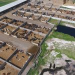 Nuevo informe CIWF_ Más dinero, más carne