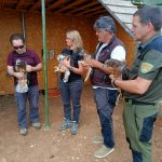 Los cuatro pollos de águila de Bonelli tras su traslado a la Sierra de Guara (Huesca). Foto: GREFA.