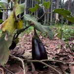 Cátedra Hijos de Rivera- UDC de Desarrollo Sostenible