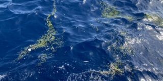 Líneas de basura en el mar