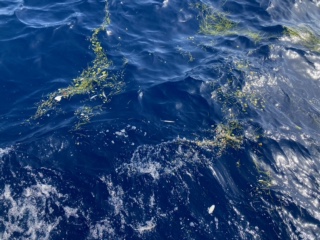 Líneas de basura en el mar