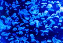 Microplástico en los océanos