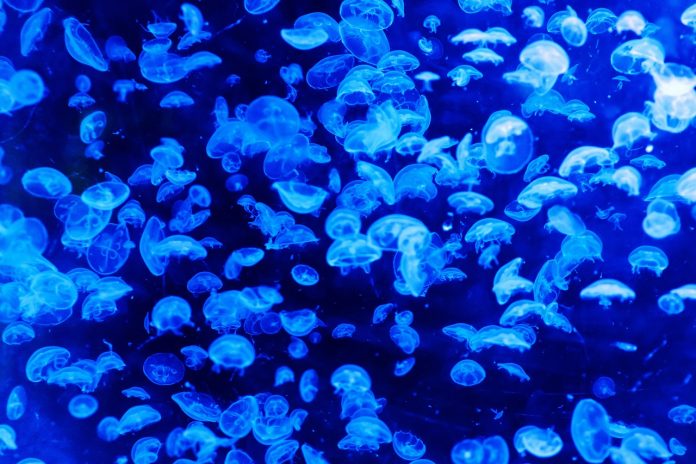 Microplástico en los océanos