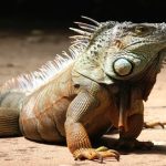 Bienestar animal exótico