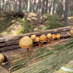 setas primavera madrid