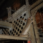 Foto ARDE - Ratas en la granja avícola