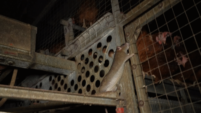 Foto ARDE - Ratas en la granja avícola