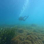 Trabajo de campo_Bosques Sumergidos de posidonia