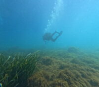 Trabajo de campo_Bosques Sumergidos de posidonia