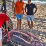 Tortuga laúd fallecida con la red pesca enrollada. (Foto: Xaloc Mar)