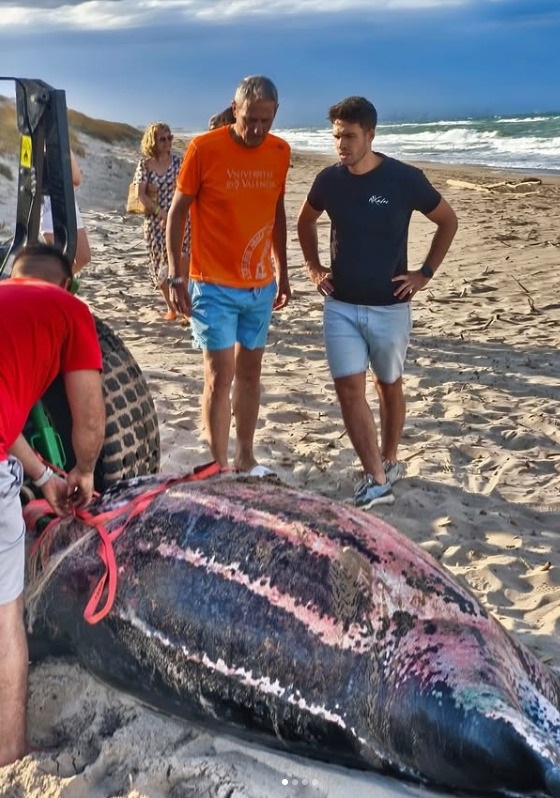 Tortuga laúd fallecida con la red pesca enrollada. (Foto: Xaloc Mar)