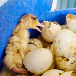 Cría de pato junto a cadáveres, moscas y cáscaras en la granja denunciada en Benavente,. Imagen de ARDE