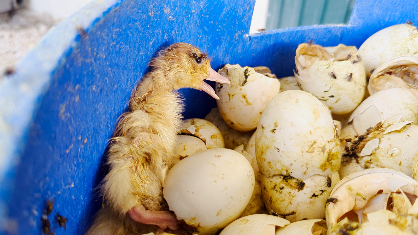Cría de pato junto a cadáveres, moscas y cáscaras en la granja denunciada en Benavente,. Imagen de ARDE