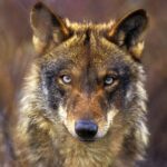 Lobo ibérico - (C) Jorge Sierra