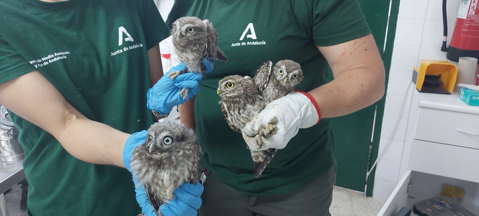 Contra la extinción: mochuelo común
