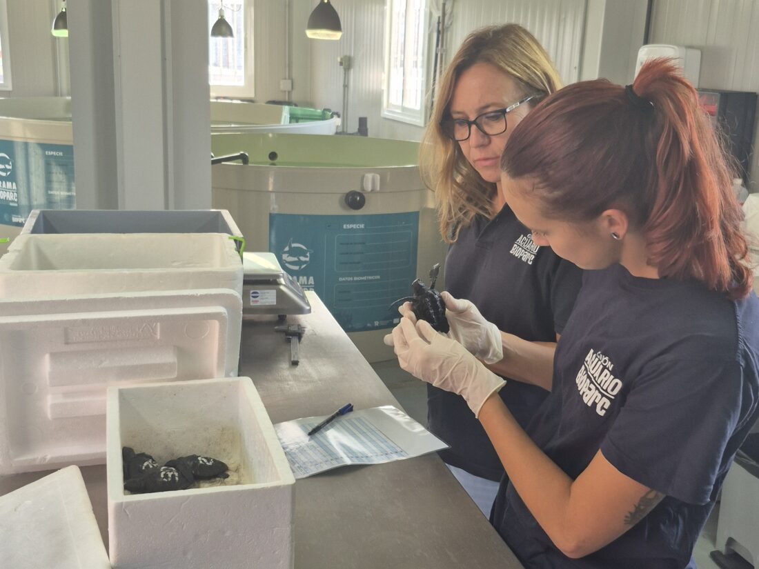 Tortuga boba en el CRAMA Bioparc de Gijón