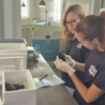 Tortuga boba en el CRAMA Bioparc de Gijón