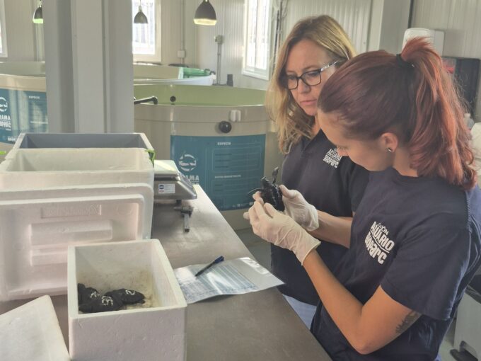 Tortuga boba en el CRAMA Bioparc de Gijón