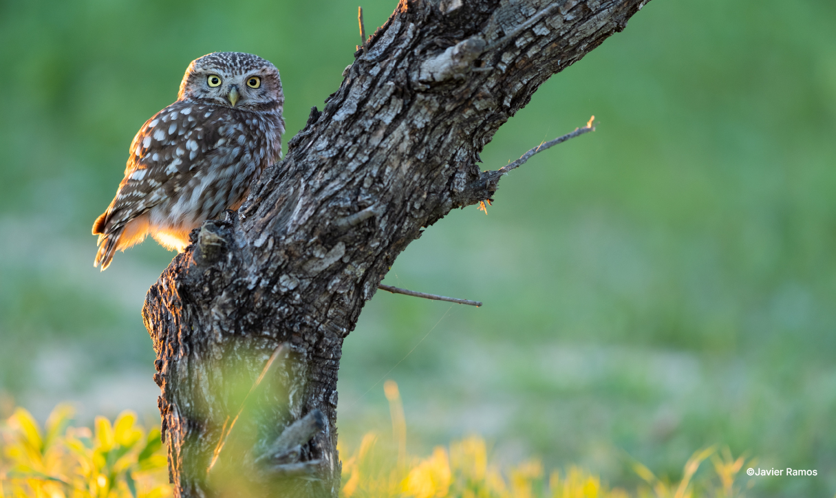 Fotografía de naturaleza -FONAT