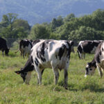 Explotación de vacuno de leche - Fuente ACODEA