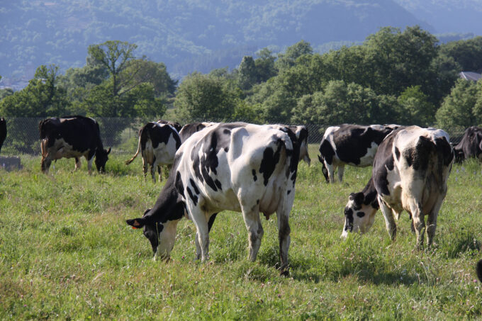Explotación de vacuno de leche - Fuente ACODEA