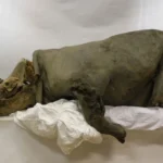 Rinoceronte lanudo - Museo de Mamuts de la Universidad Federal del Noreste, Yakutsk, Rusia