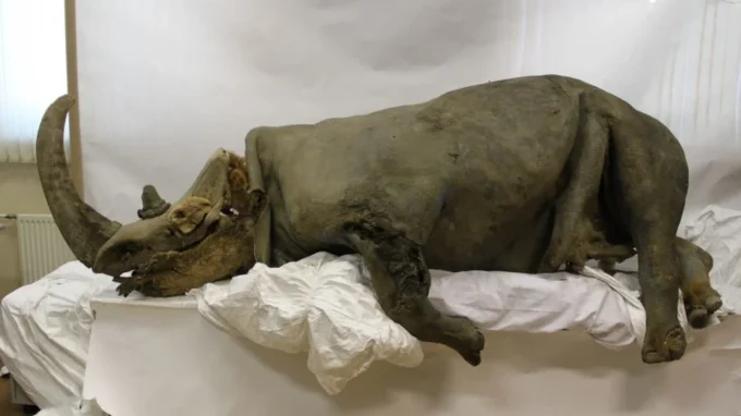 Rinoceronte lanudo - Museo de Mamuts de la Universidad Federal del Noreste, Yakutsk, Rusia