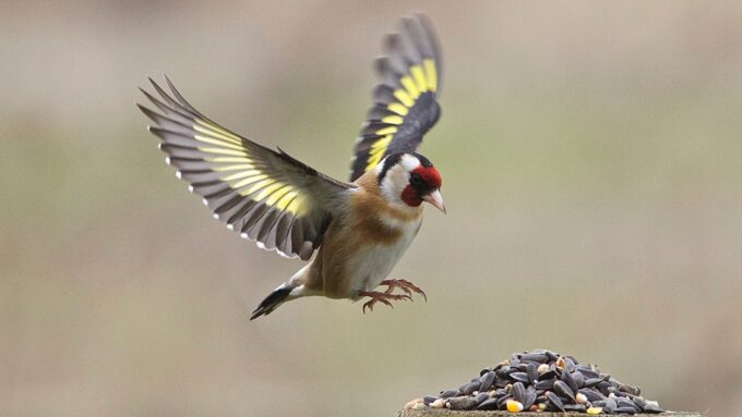 Jilguer Europeo - Foto SEO BirdLife