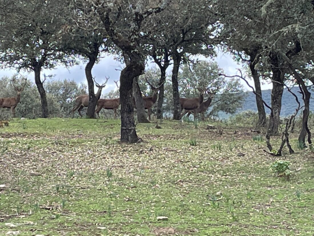 Ciervos en Cabañeros