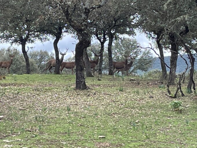 Ciervos en Cabañeros