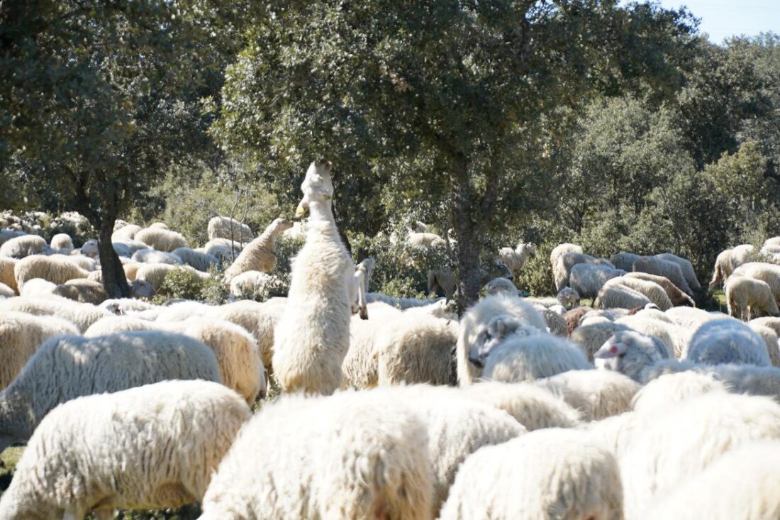 Pastoreo preventivo contra incendios forestales