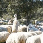 Pastoreo preventivo contra incendios forestales