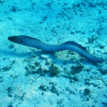 Anguilas. Imagen de Vintrom de Getty Images Canva.
