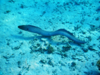 Anguilas. Imagen de Vintrom de Getty Images Canva.