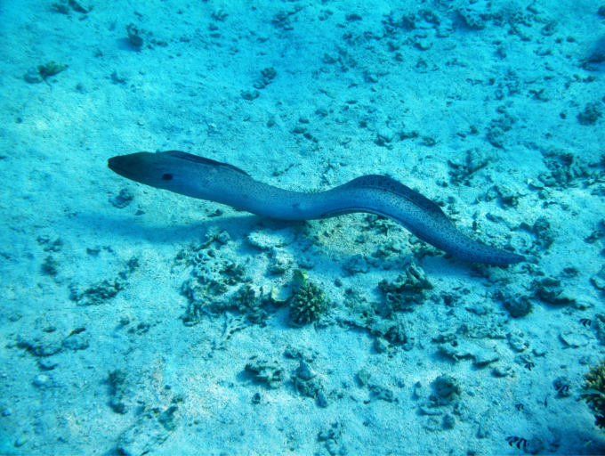 Anguilas. Imagen de Vintrom de Getty Images Canva.