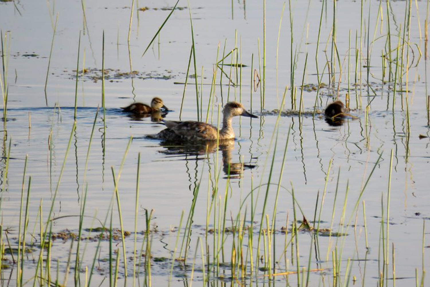 Cerceta pardilla en las Tablas, la única pareja que crió en un humedal en la región lo hizo en este parque nacional - OAPN