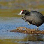 Cría de focha moruna en el Parque Nacional de las Tablas de Daimiel