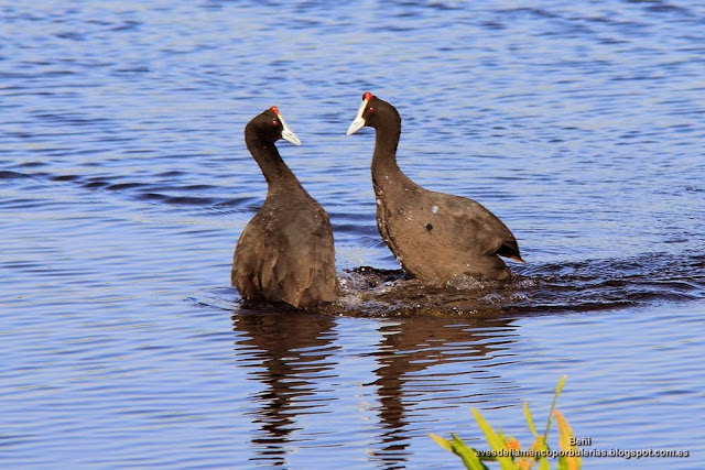 Focha moruna o cornuda (Fulica cristata) s acando pecho en las Tablas de Daimiel