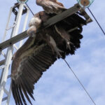 Aves electrocutadas por el tendido eléctrico (Imagen SEO-BirdLife)