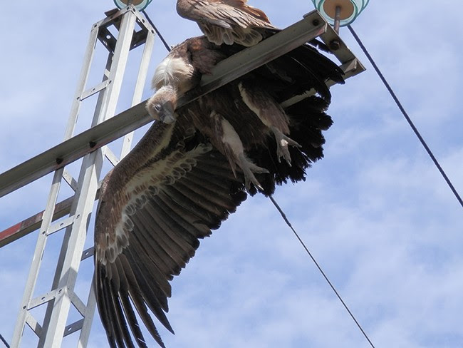 Aves electrocutadas por el tendido eléctrico (Imagen SEO-BirdLife)