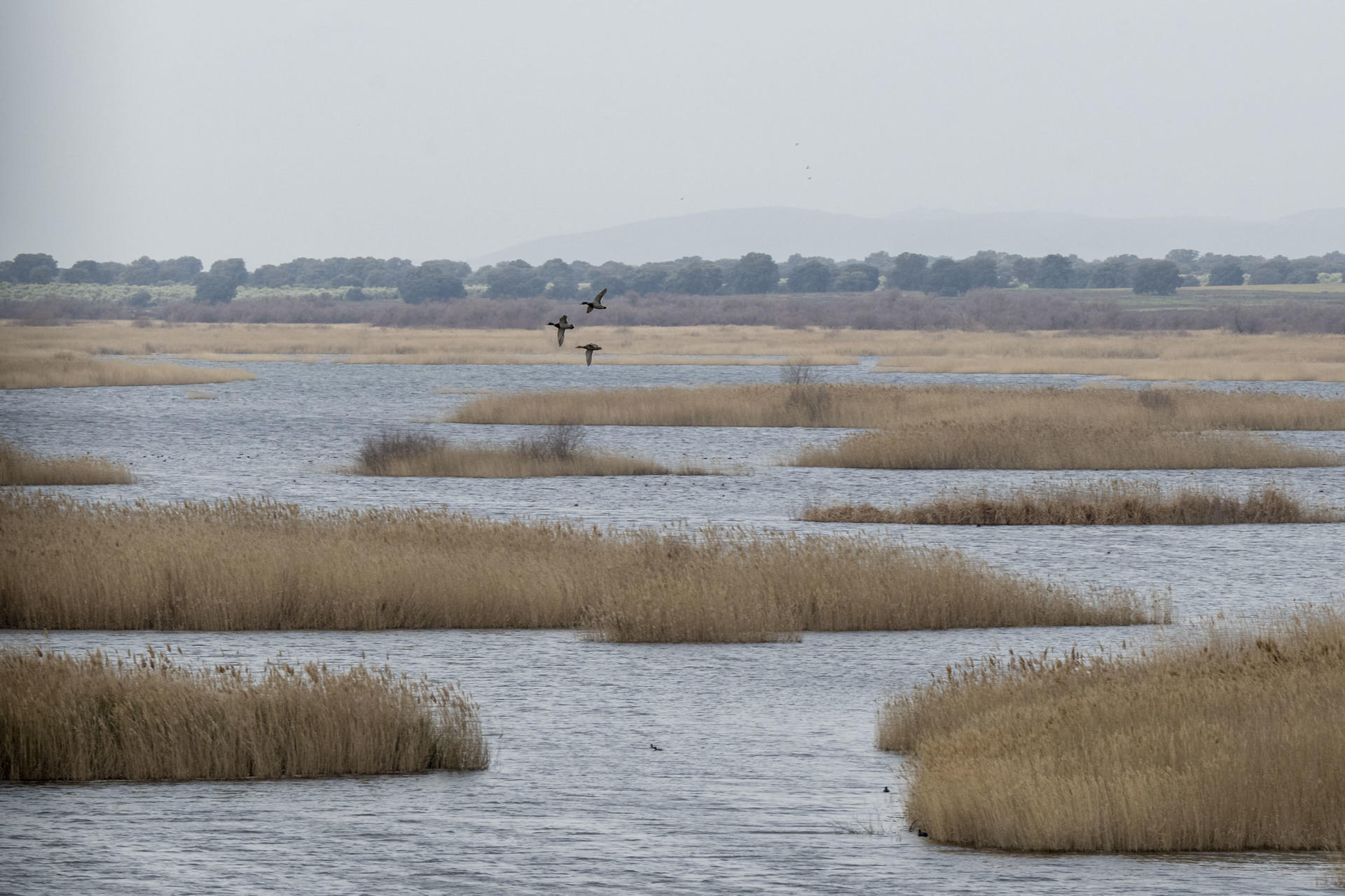Imagen de archivo del Parque Nacional de Las Tablas de Daimiel. EFE/Jesús Monroy