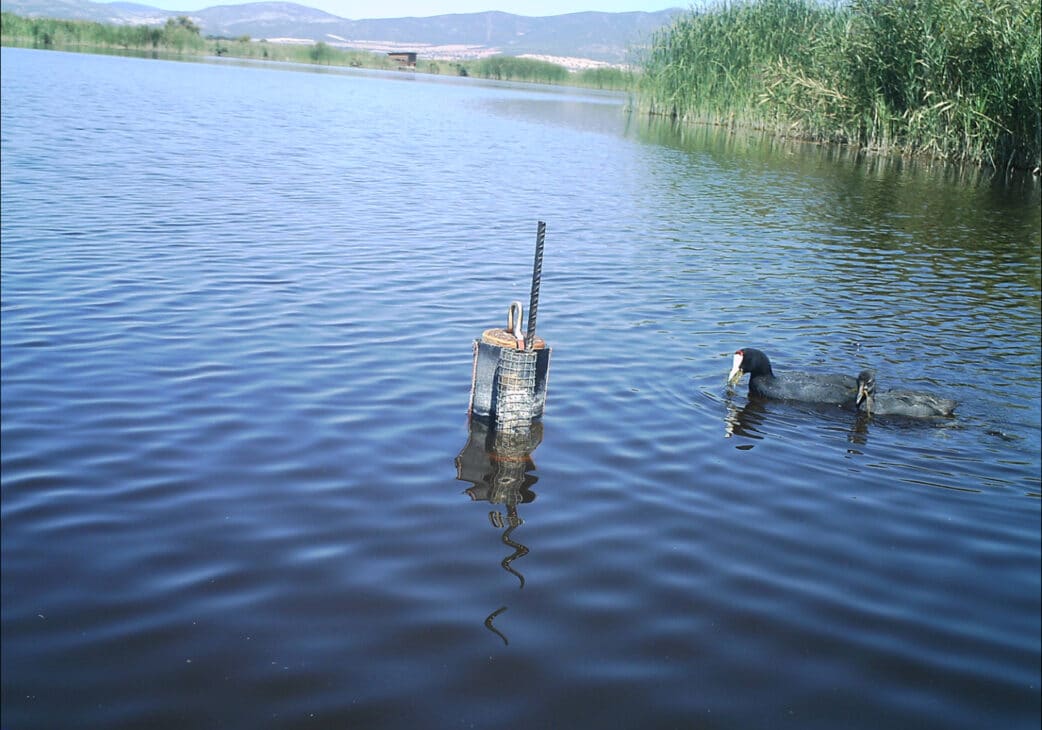 Focha moruna captada en 2013 en las Tablas de Daimiel, la última vez que criaron en el parque -OAPN
