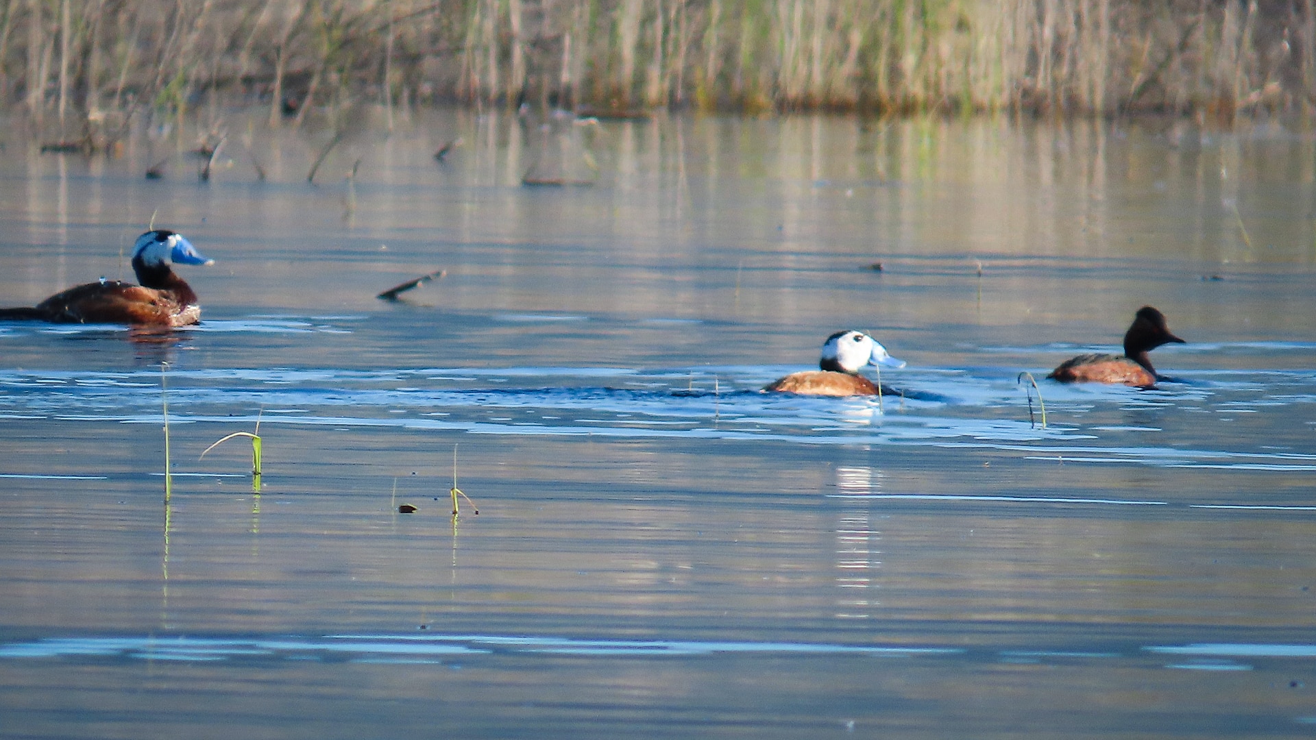 Machos de malvasía en las Tablas de Daimiel - OAPN
