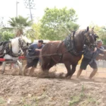 Tira y arrastre en Nàquera