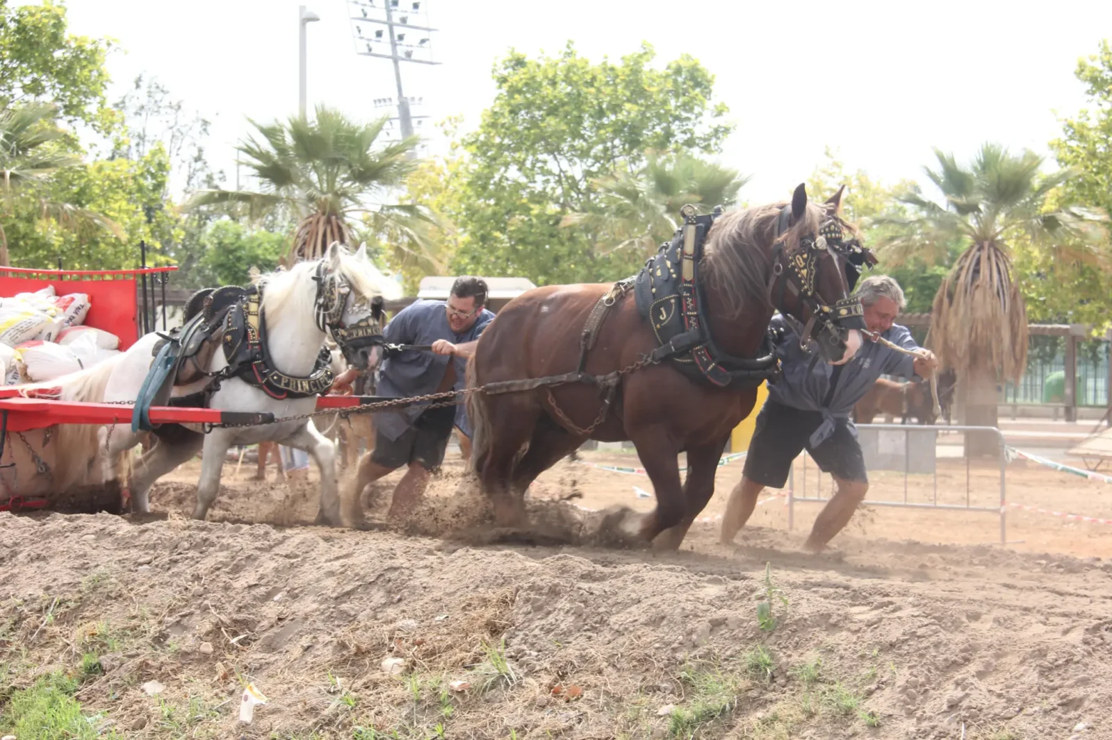 Tira y arrastre en Nàquera