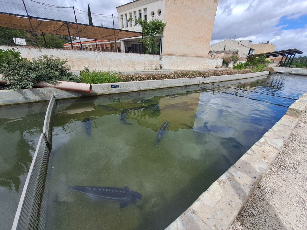 Esturiones en la piscifactoría de caviar ecológico Riofrío