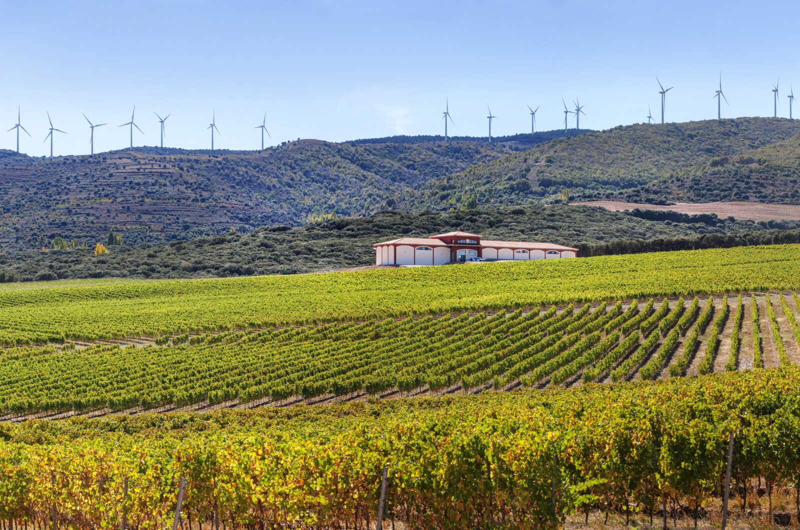 Finca Carbonera - viñedo de altitud frente el cambio climático