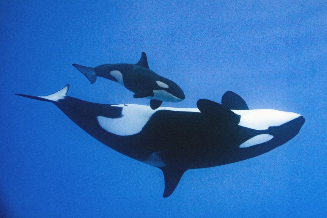 Orcas en Loro Parque. (Foto: Loro Parque).