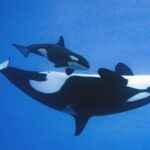 Orcas en Loro Parque. (Foto: Loro Parque).