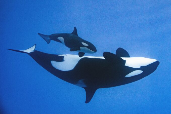 Orcas en Loro Parque. (Foto: Loro Parque).
